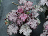 urawka Heuchera 'Amethyst Myst'